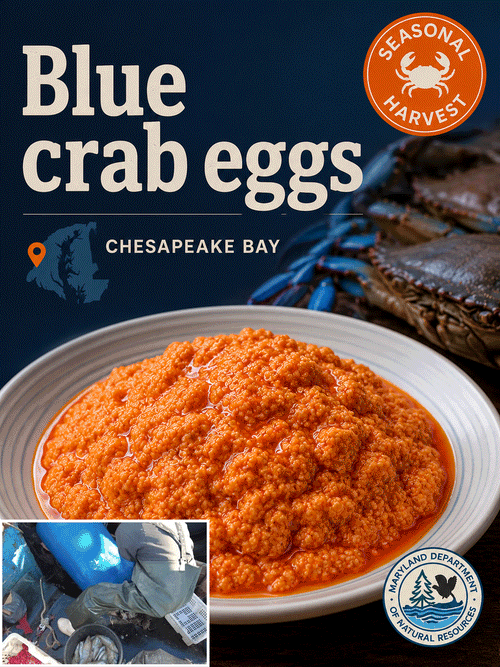 Maryland-Chesapeake Bay blue crab eggs-9YOE9